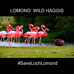 Save Loch Lomond Scottish Haggis #scottish #haggisanimal #scotland #Wildlife #lochlomond #WildHaggis #NatureLovers #SaveLochLomond #haggis #animals #animallover | Haggis Wildlife Foundation