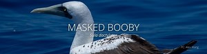 ʻĀ (Masked Booby)