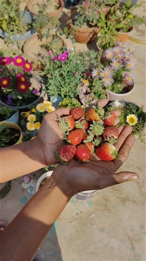 harvest time 🤗 fresh strawberry 🍓 harvesting in my rooftop garden 🍓🏡#stawberry #harvesting
