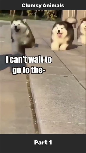 Clumsy Animals Caught in 4K 😭🐾