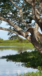 4.4M views · 50K reactions | #wonderful #leopard #attack #crocodile #reelsvideoシ #trend #reelfypシ゚ #foryoupageシforyou #fypシ゚viralシ | Simon Ronoh | Facebook