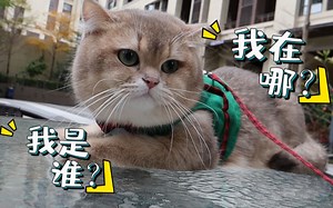 金渐层Neko的第一次出门