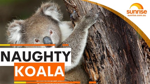 The man who has gone viral for rescuing a koala before telling it off for putting itself in danger