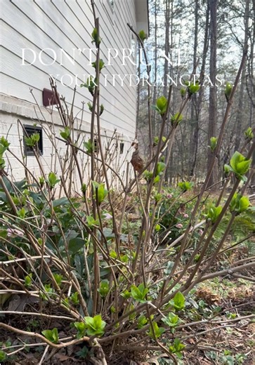 How to Prune Hydrangeas for a Flourishing Garden