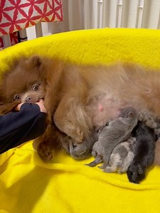 Pomeranian Mini Pups on Reels