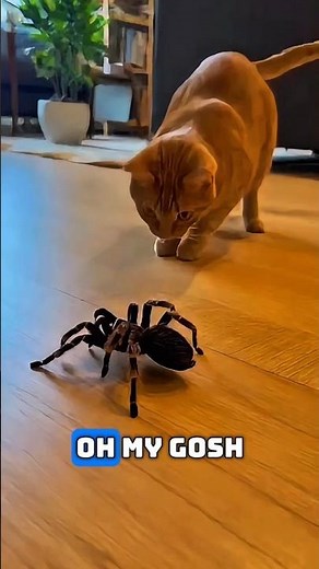 Cat Doesn't Like this Tarantula 🤣 #cat #tarantula #funny #memes #tiktok #aimade