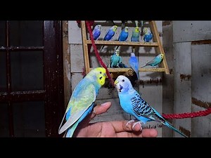 Rainbow Budgies - Violet Rainbow Budgies - Rare Budgies Colours