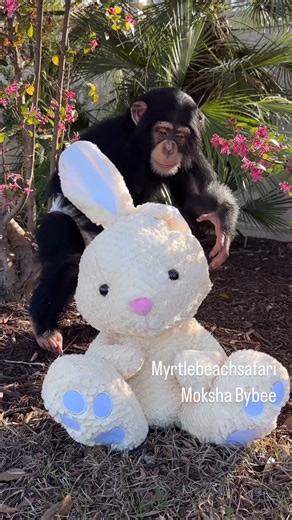 Moksha Bybee on Instagram: "😂🤣 #easter #easterbunny #cute #cuteanimals #chimp #ape #monkey #lol #spring #flowers"