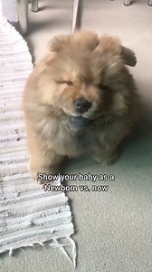 Teddy bear transformation 🧸-->🐻 Do we Need a DNA test? #puppy #chowchowpuppy #dogsoffacebook | MishkaChow