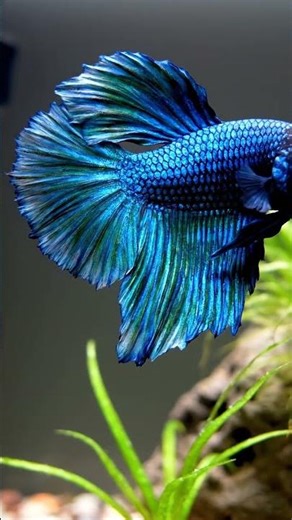 Amazing betta fish swimming in the clear water #gopro #bettafishuae #bettafish