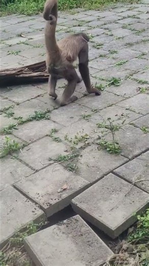 棕蜘蛛猴Brown Spider Monkey/Taipei Zoo