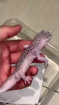 I BOUGHT A RARE LEOPARD GECKO! IT'S WHITE AND HAS A SHORT TAIL!