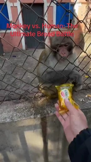 Monkey vs. Human: The Ultimate Bread Battle
