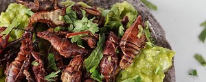 5 mercados donde puedes comer platillos hechos con insectos - Cultura Colectiva