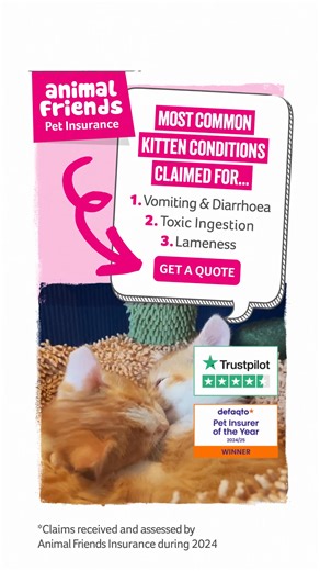 The average claim amount for a kitten is £1,037*. The most common conditions claimed for are vomiting & diarrhoea, toxic ingestion and lameness. Protect your kitten today with multi-award winning pet insurance. | Animal Friends Pet Insurance