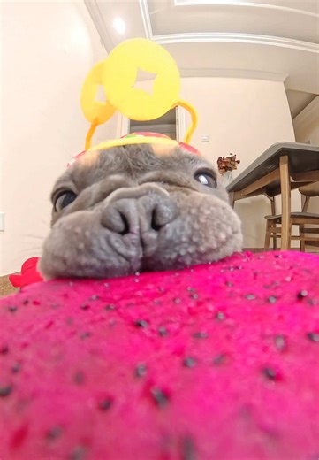 Delightful Puppy Enjoying Dragon Fruit - ASMR Mukbang