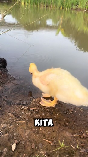 25 reactions · 85 shares | Muscovy duck private swimming pool  #duck #patos #muscovyduck #pato #animals #fun #pets #lifestyle | Tolay Garage | Facebook