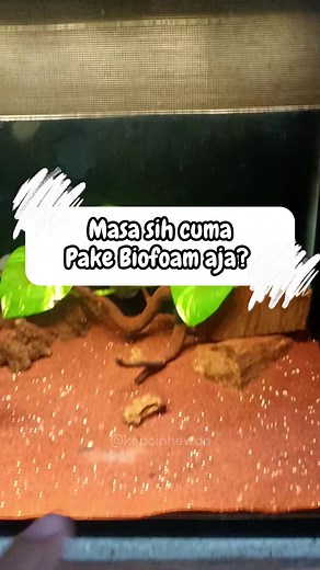 Rahasia Air Bersih dengan Biofoam Filter untuk Tank Ikan Channa