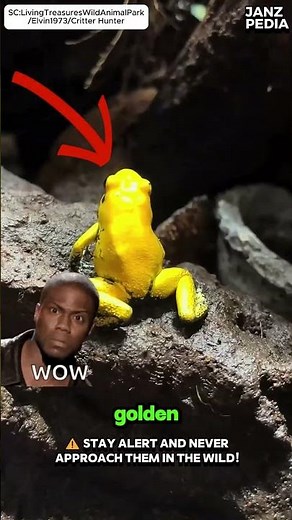 3 Most Venomous Animals in the World You Should NEVER Touch 😱