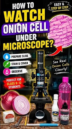 How to Watch Onion Cell Under Microscope 🔬 | Class 11 Biology 🧬