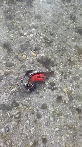 Beautiful Horse conch, our Florida Shell. This conch is the largest species of snail in North America. The female individuals reach larger in size than the males. The animal can retract the soft parts of their body entirely into its shell and close it with its operculum. The soft part is the bright orange that you see in the video. 🐚 If you’re still looking for your horse conch give us a call 239-571-2331 or book Online we would love to explore with you ! www.treasureseekersshelltours.com 🐚 On