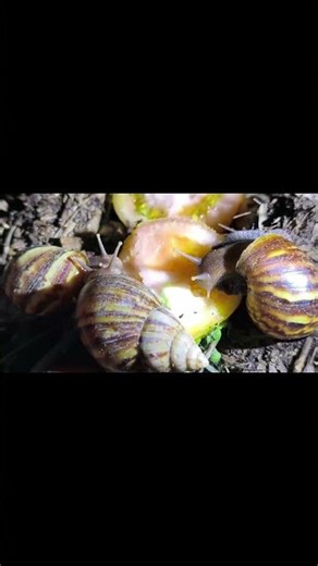 Up Close With Snails at Dinnertime