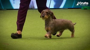 Throwback to 2020 when gorgeous girl Maisie the Wire-Haired Dachshund was crowned Wienner and stole the title of Best in Show 😍 Happy National Dachshund Day to all the daxies, doxies, sausages and weenies out there 💚🌭 | Crufts