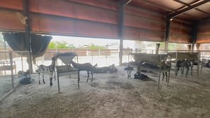 19- Adding Values To Goat Products / بکریوں کی مصنوعات کی بہتر تیاری کا عمل | Goat Land Farms