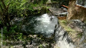 Wide angle view of Sockeye (Red) Salmon jumping up fish ladder and waterfall of the fish weir near Seward Alaska; the fish weir is used to manage salmon spawning populations in the Cook Inlet region
