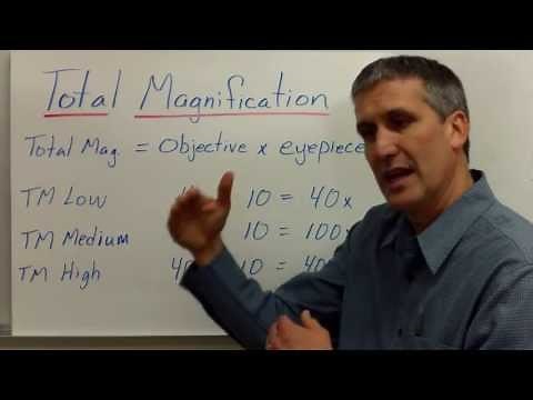 The Compound Light Microscope