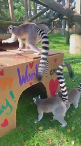 1.7K views · 126 reactions | Happy #WorldLemurDay!  To celebrate, we're going live on Facebook at 9:30 a.m. with enrichment for our Lemurs! You can also join us today at the Zoo and enjoy free activities like coloring sheets, photo ops, and a "how far can you leap" jumping game. Storytime will be at 11 a.m. and 1 p.m. in the Mazza room and an enrichment demo will be at 3:30 p.m. | The Toledo Zoo | Facebook