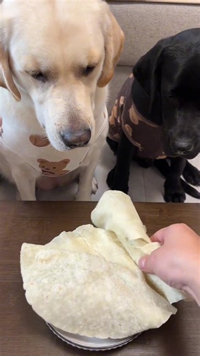 When Your Dog Shows Off Their Intelligence