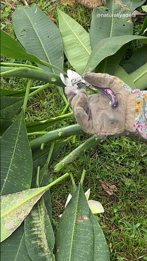 Plumeria Tree Pruning | Trimming Diseased Leaves + Saving Cuttings for Replanting
