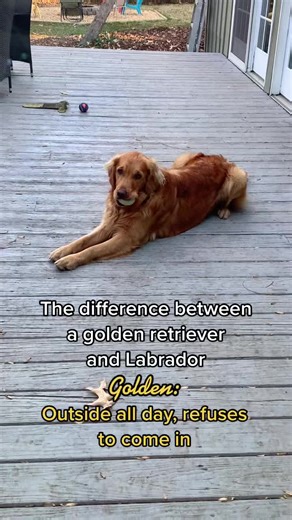 Golden Retriever vs Labrador: Best Friends Battle