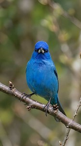 🌿 Electric Blue Wonder ⚡ | The Indigo Bunting 🦅✨🎣 2K The Indigo Bunting is a small, migratory songbird known for the male's vibrant, iridescent blue plumage during breeding season, while females and juveniles are plain brown. Found in weedy fields and shrubby areas across eastern North America, they feed on seeds, insects, and berries, and migrate at night, using stars for navigation. Their song is a series of whistled couplets, and they are part of the cardinal family. Scientific name Passer