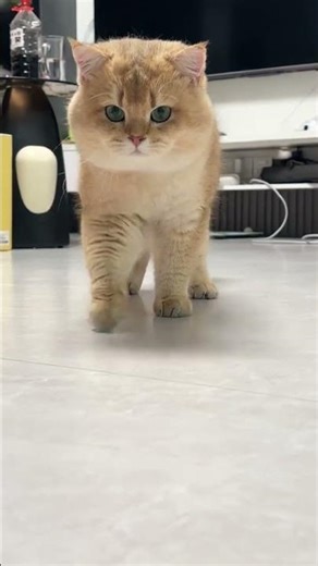 Mi is not daydreaming but thinking about her life #Gold gradient#Cute Pet Debut Plan.#cat#