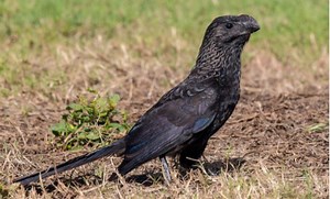 滑嘴犀鹃 Crotophaga ani （yt@NatysAdventures