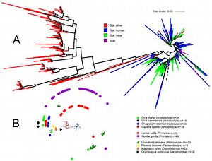 Akkermansia and Microbial Degradation of Mucus in Cats and Dogs: Implications to the Growing Worldwide Epidemic of Pet Obesity | MDPI