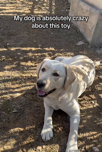 Funny Dog Herding Ball: A Hilarious Toy Review