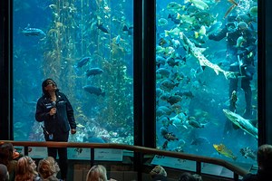Kelp Forest Feeding | Shows & feedings | Monterey Bay Aquarium