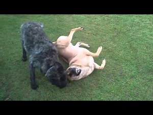 Our happy dogs playing!