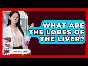 What Are The Lobes Of The Liver? - Liver Health Hub