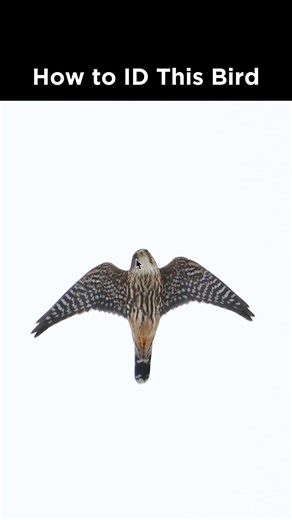 Can you identify this raptor in flight?