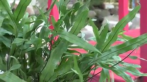 15 reactions | Kangaroo Paw Fern Microsorum diversifolium Also known by the common name Kangaroo Foot Fern, which as with paw is due to the fuzzy spreading rhizomes Native to Australia this foliage plant is popular both as a houseplant growing to 12” tall and draping 2-4 feet and also making an excellent ground cover. Prefers full sun to partial shade. USDA Hardiness Zone 9-11. *Contact for availability. www.earthworksjax.com | Earth Works | Facebook