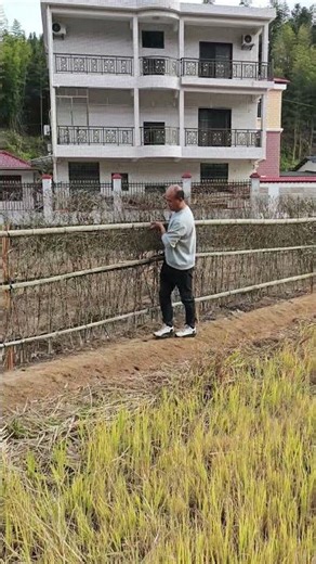 Full Record of Installing a Prefabricated Bamboo Fence, So Efficient!