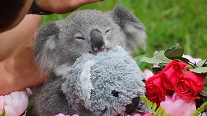 Elsa the koala joey is celebrating her FIRST Valentine's Day today! This will melt your heart! 🌹❤️ | Australian Reptile Park