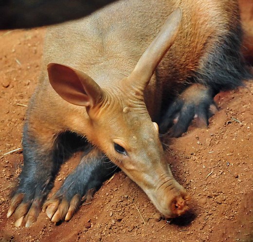 What Do Aardvarks Eat? Their 4 Favorite Foods