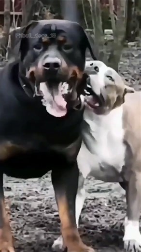 Pitbull and Rottweiler😈☠️ #pitbull #rottweiler #subscribe #shorts #youtubeshorts #trending #dogbreed