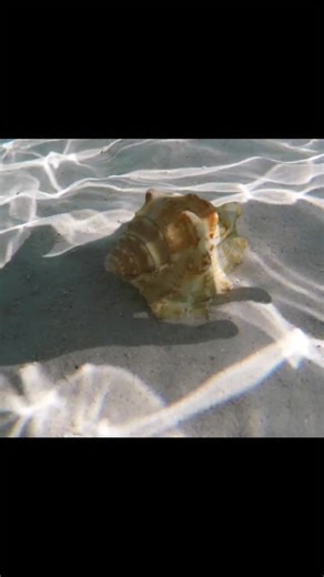158K views · 1.6K reactions | Why do shells sound like the ocean? 🤔🐚 The shell's shape and cavity cause surrounding sounds, such as wind or even blood flow in your head, to reverberate and be amplified, creating a low-frequency sound that our brains associate with the ocean. This same effect can be replicated by cupping your hand over your ear or using an empty glass! #science #physics #knowledge | Learning with Lyrics | Facebook