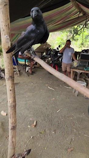 Amazing Talking Crow - Pet Crow Uwak | Animals Nature